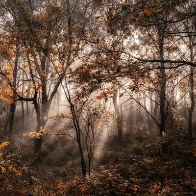 Landscapes 019