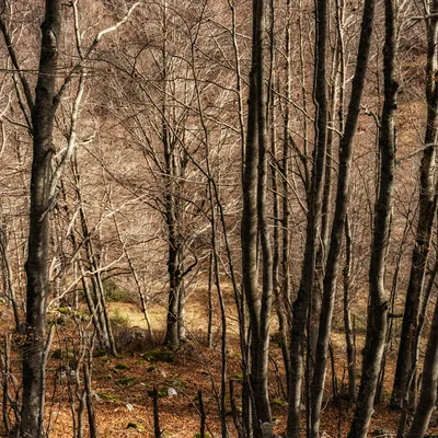 Landscapes 020